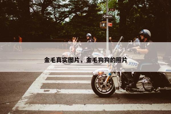 金毛 第13页