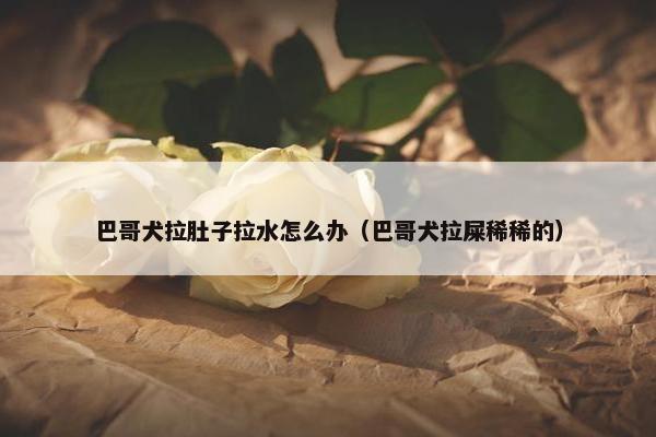 巴哥犬拉肚子拉水怎么办（巴哥犬拉屎稀稀的）