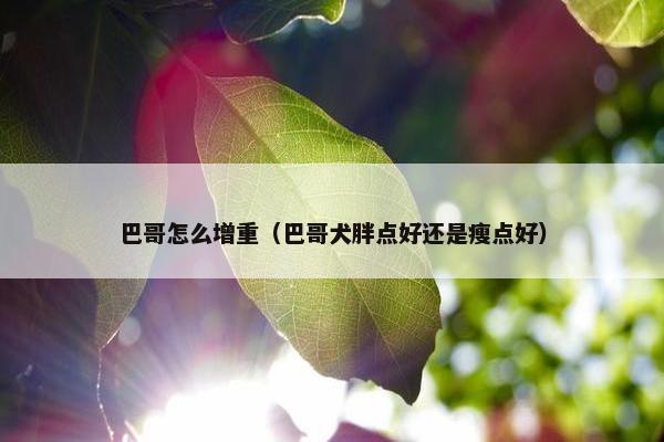巴哥怎么增重（巴哥犬胖点好还是瘦点好）