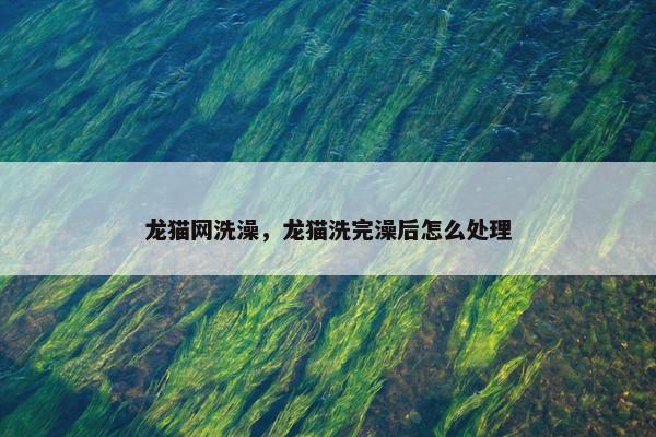 龙猫网洗澡，龙猫洗完澡后怎么处理