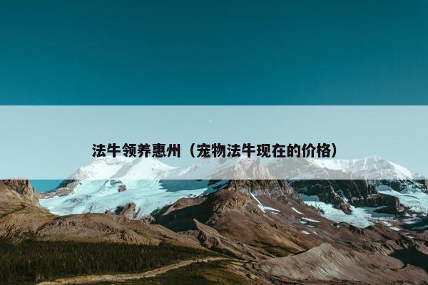 法牛领养惠州（宠物法牛现在的价格）