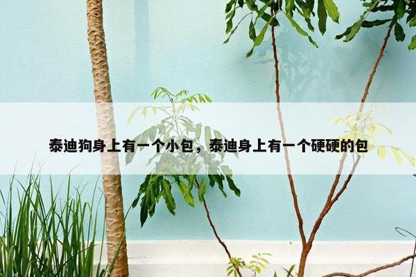 泰迪狗身上有一个小包，泰迪身上有一个硬硬的包