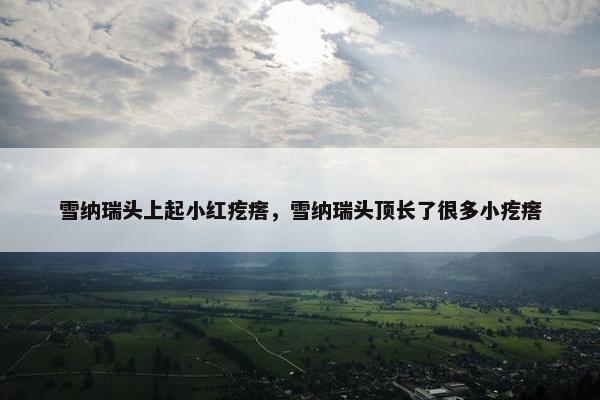 雪纳瑞头上起小红疙瘩，雪纳瑞头顶长了很多小疙瘩