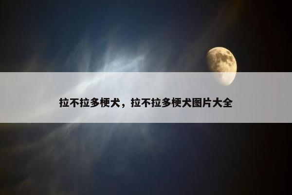 拉不拉多梗犬，拉不拉多梗犬图片大全