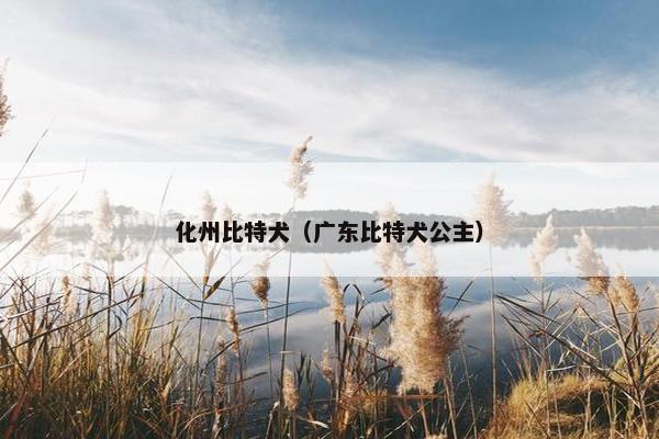 化州比特犬（广东比特犬公主）