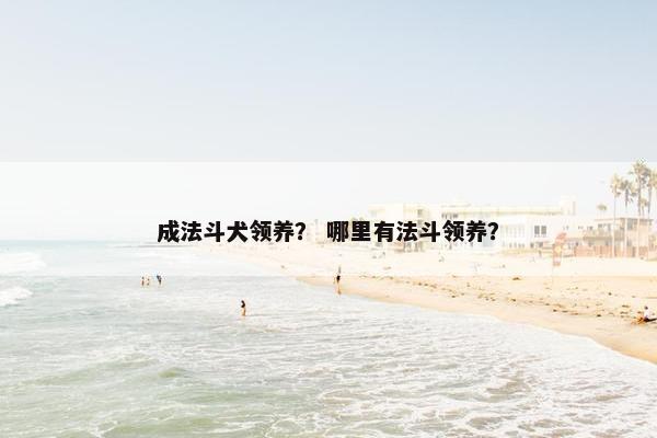 成法斗犬领养？ 哪里有法斗领养？