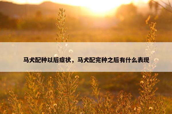 马犬配种以后症状，马犬配完种之后有什么表现
