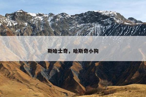 斯哈士奇，哈斯奇小狗