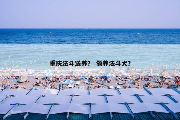 重庆法斗送养？ 领养法斗犬？