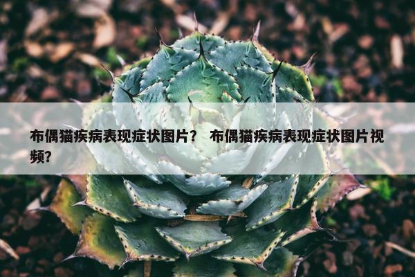 布偶猫疾病表现症状图片？ 布偶猫疾病表现症状图片视频？