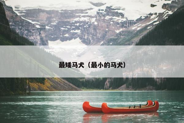 最矮马犬（最小的马犬）
