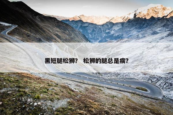 黑短腿松狮？ 松狮的腿总是瘸？