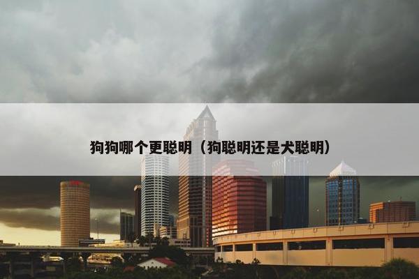 狗狗哪个更聪明（狗聪明还是犬聪明）