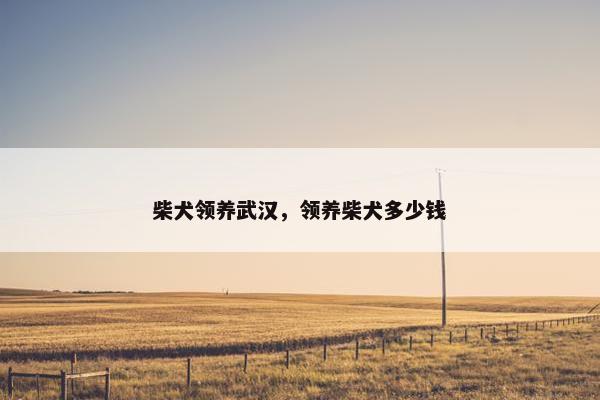 柴犬领养武汉，领养柴犬多少钱