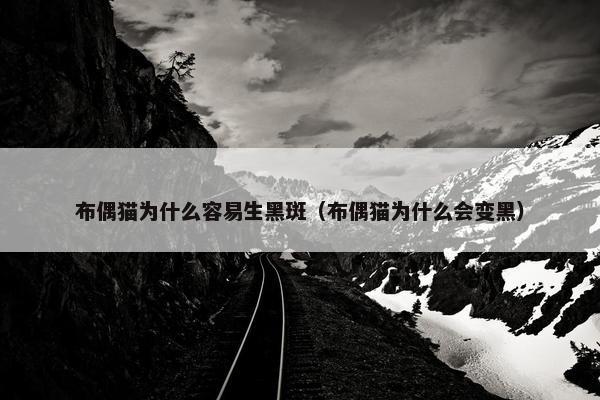 布偶猫为什么容易生黑斑（布偶猫为什么会变黑）
