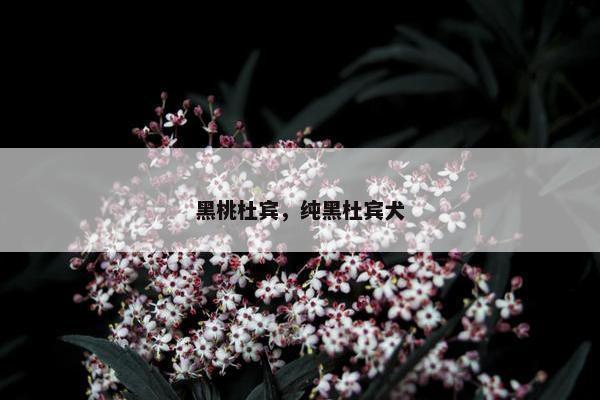 黑桃杜宾，纯黑杜宾犬