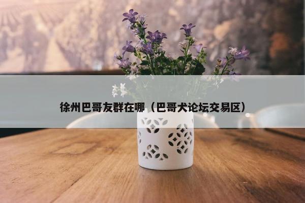 徐州巴哥友群在哪（巴哥犬论坛交易区）