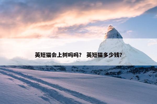 英短猫会上树吗吗？ 英短猫多少钱？