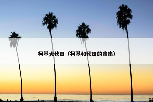 柯基犬秋田（柯基和秋田的串串）