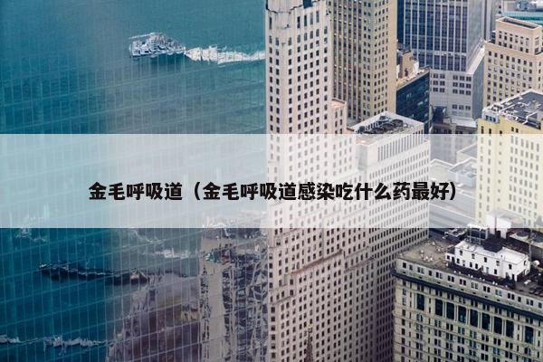 金毛呼吸道（金毛呼吸道感染吃什么药最好）