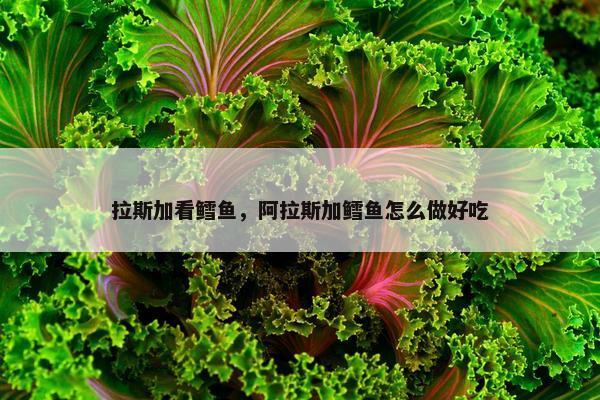 拉斯加看鳕鱼，阿拉斯加鳕鱼怎么做好吃