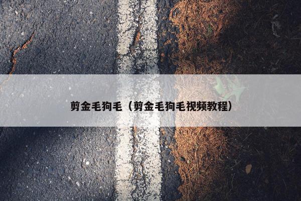 剪金毛狗毛（剪金毛狗毛视频教程）