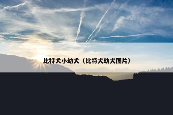 比特犬小幼犬（比特犬幼犬图片）