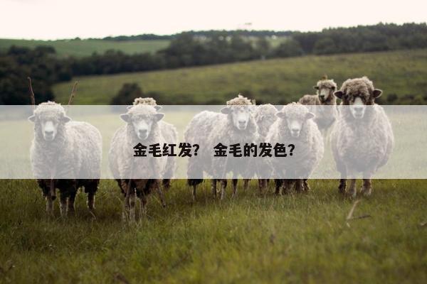 金毛红发？ 金毛的发色？