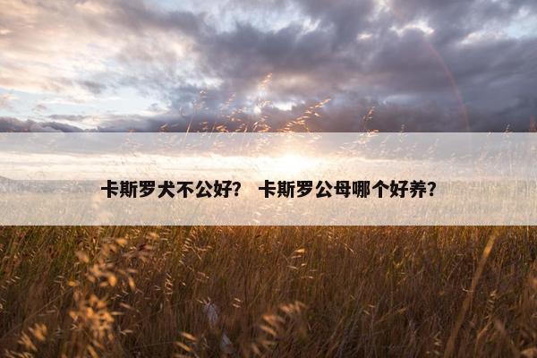 卡斯罗犬不公好？ 卡斯罗公母哪个好养？