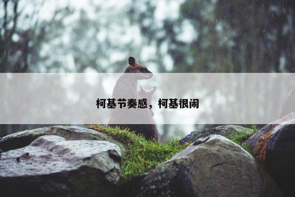 柯基节奏感，柯基很闹