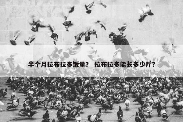 半个月拉布拉多饭量？ 拉布拉多能长多少斤？