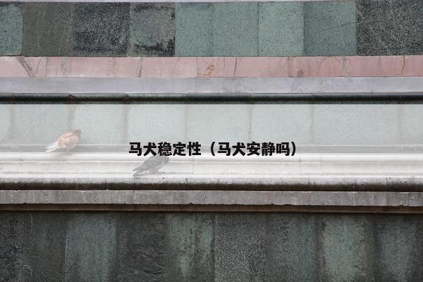 马犬稳定性（马犬安静吗）