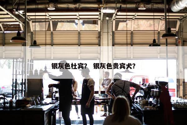 银灰色杜宾？ 银灰色贵宾犬？