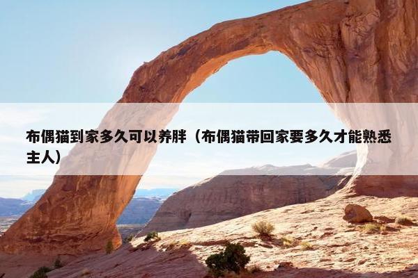 布偶猫到家多久可以养胖（布偶猫带回家要多久才能熟悉主人）