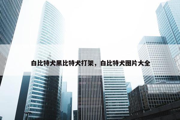 白比特犬黑比特犬打架，白比特犬图片大全