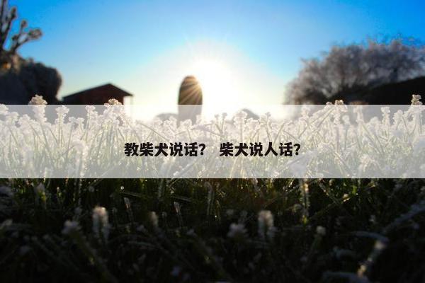 教柴犬说话？ 柴犬说人话？