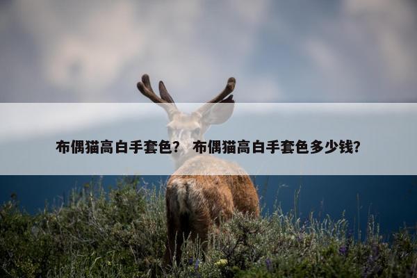 布偶猫高白手套色？ 布偶猫高白手套色多少钱？