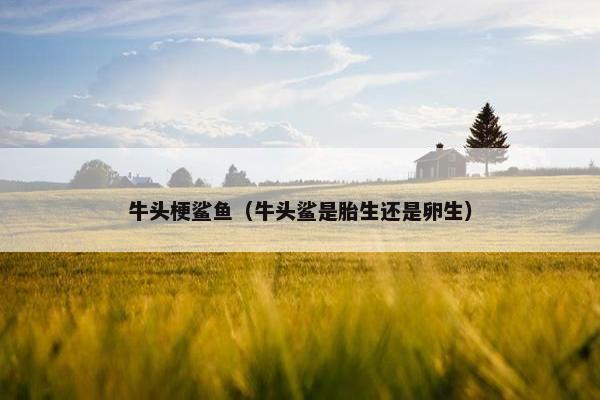 牛头梗 第17页
