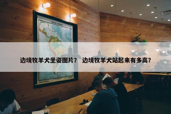 边境牧羊犬坐姿图片？ 边境牧羊犬站起来有多高？