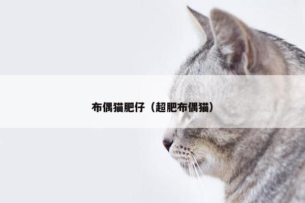 布偶猫肥仔（超肥布偶猫）