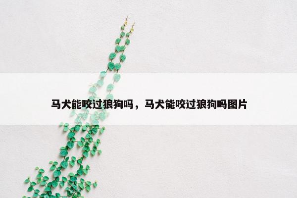 马犬能咬过狼狗吗，马犬能咬过狼狗吗图片