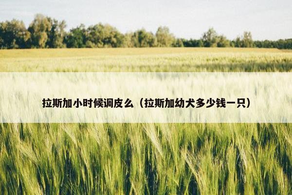 拉斯加小时候调皮么（拉斯加幼犬多少钱一只）