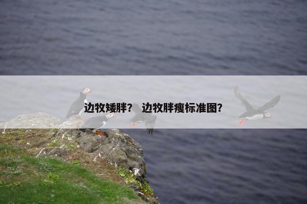 边牧矮胖？ 边牧胖瘦标准图？