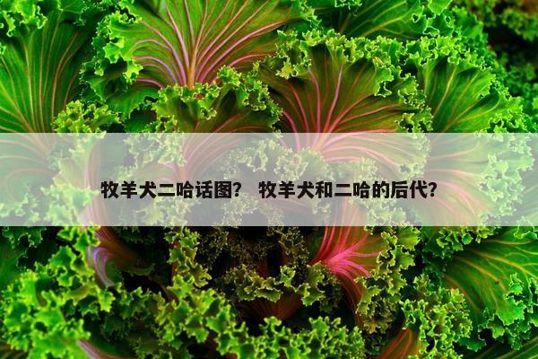 牧羊犬二哈话图？ 牧羊犬和二哈的后代？