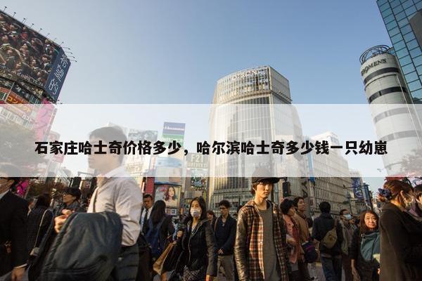石家庄哈士奇价格多少，哈尔滨哈士奇多少钱一只幼崽
