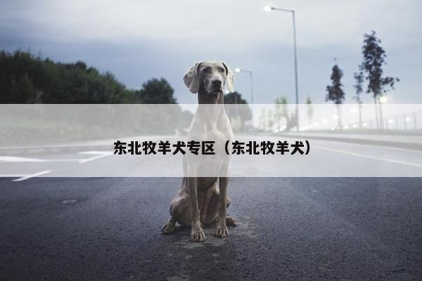 东北牧羊犬专区（东北牧羊犬）