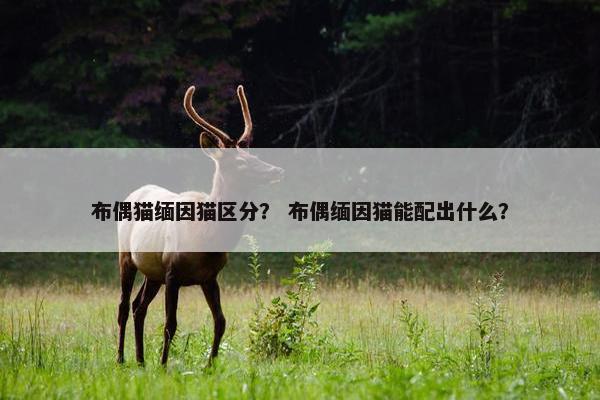 布偶猫缅因猫区分？ 布偶缅因猫能配出什么？