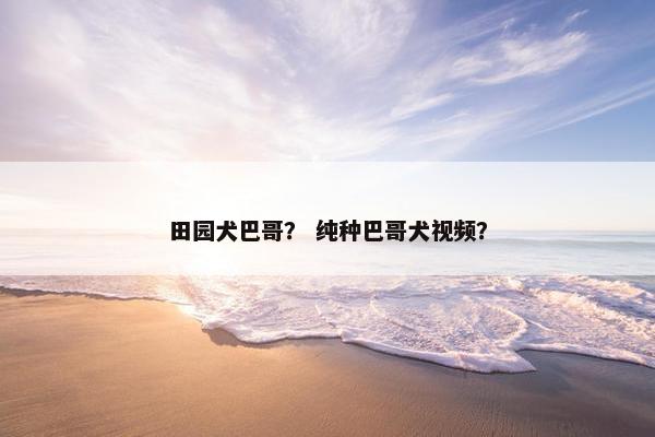 田园犬巴哥？ 纯种巴哥犬视频？