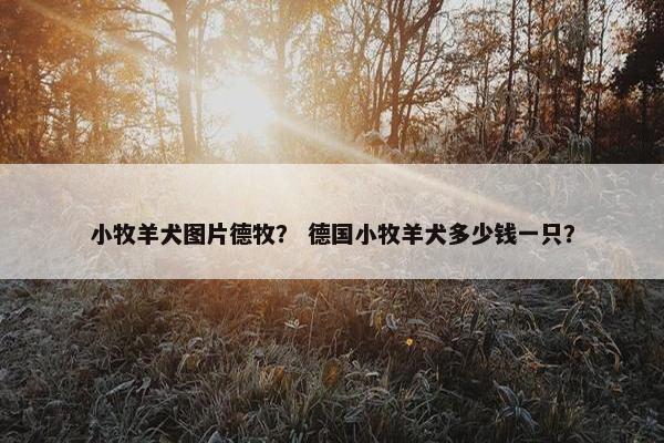 小牧羊犬图片德牧？ 德国小牧羊犬多少钱一只？