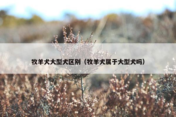 牧羊犬大型犬区别（牧羊犬属于大型犬吗）
